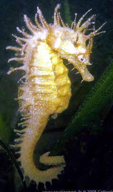 Hippocampus guttulatus_09.jpg